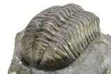 Austerops Trilobite - Jorf, Morocco #269002-5